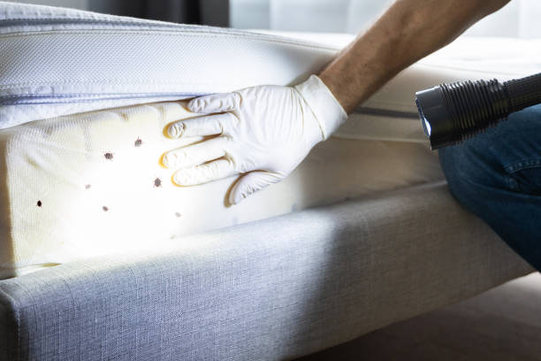 Best Flea Control Services  in Thompsons Station, TN